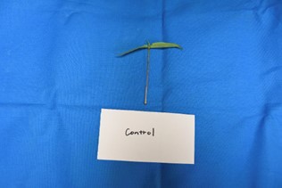 Untreated control
